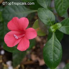 Image result for Barleria galpinii