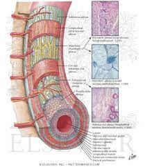 Enteric Nervous System Enteric Nervous System Netter Medical Images Enteric Nervous System Plexus Products Human Body Science