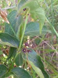 Image result for Vincetoxicum apiculatum