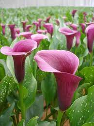 Calla Lillies Reminds Me Of My Grandmas Spot She Always Had Pink Calla Lilies Calla Lily Flowers Calla Lily