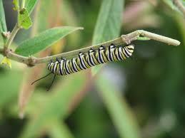 At the north carolina botanical garden, we cultivate hundreds of native plant species in our display gardens. Swamp Milkweed Piedmont Gardener