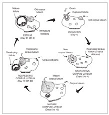 nmsu reproductive tract anatomy and physiology of the cow