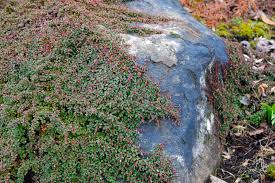 Image result for Cotoneaster