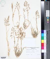 Image result for Sporobolus agrostoides