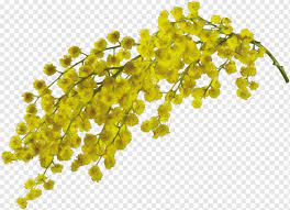 Mimosa Flower Mimosa Flower Acacia Dealbata Sensitive Plant Png Pngwing