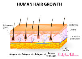 When a bitch is pregnant and nursing her puppies, hormone changes cause her hair follicles to enter a resting phase in order allow her to nourish her puppies. Hair Loss After Pregnancy Cause Treatments To Regrow Hair Fast