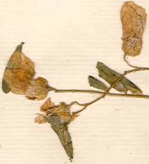 Image result for Aeschynomene elaphroxylon