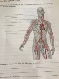 Everyone has a different amount of blood in their body depending on their age and size. S Of The Upper Body Lustration With The Major Chegg Com