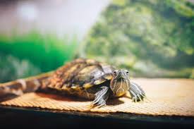 The Complete Care Guide For Your Red Ear Slider Turtle For Free