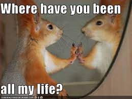 25 Existentialist Animals Squirrel Funny Funny Dance Memes Funny Animals