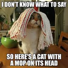 Top 18 Dont Say It Meme Funny Animal Memes Find Instagram Funny Cats