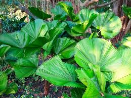 Image result for Licuala grandis