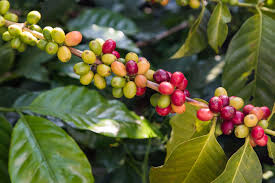 Mmbt trans world sdn bhd located in kuala lumpur malaysia , operating the far east countries, middle and europe.<br/>we are involved natural rubber, pineapple, tropical fruits ans spices, plastic raw materials & additives. Pin On Green Coffee