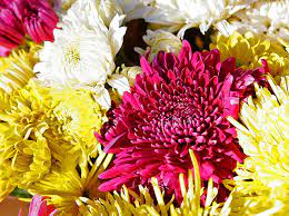 63rd Annual Chrysanthemum Festival At The Wailuku Community Center Chrysanthemum Growing Edible Flowers Chrysanthemum