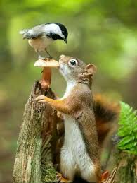 Pin By Lilian Rol On Born Free Cute Animals Animals Wild Nature Animals