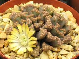 Image result for Xerophyta schlechteri