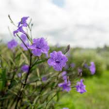 Image result for Ruellia praetermissa