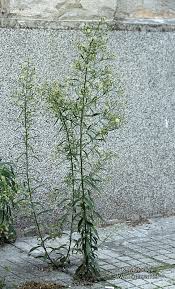 Image result for Erigeron sumatrensis