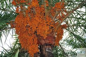 Финиковая пальма — правила пересадки и выращивания в домашних условиях (90 фото). Vo Skolko Let Finikovaya Palma Nachinaet Plodonosit Offtopic Razgovory Na Raznye Temy Obshenie Chitaj I Pishi