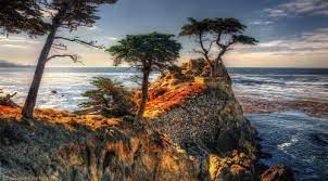 We did not find results for: Pebble Beach Cypress Jigsaw Puzzle