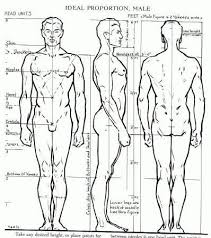 Then i begin refining the image of the beginner, working from broad generalities towards. Character Design Collection Male Anatomy Human Anatomy Drawing Drawing Body Proportions Human Anatomy
