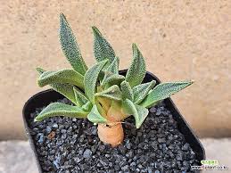 Image result for Nananthus aloides