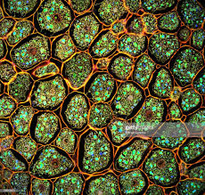 Maybe you would like to learn more about one of these? 25 Microscopic World Ideas Microscopic Microscopic Photography Microscopic Images