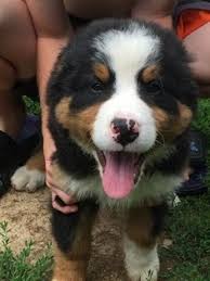 Now we have done a ton of research on finding reputable breeders. Puppyfinder Com Bernese Mountain Dog Puppies Puppies For Sale Near Me In Wisconsin Usa Page 1 Displays 10