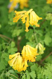 We did not find results for: This Perrenial Corydalis Lutea Golden Corydalis Does Very Well In The Pacific Nw Provides Beautiful Ground Cover Spreads E Poor Soil Ground Cover Perrenials