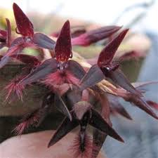 Image result for Bulbophyllum saltatorium