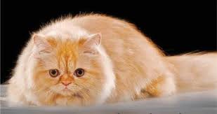 Makanan kucing persia agar bulu lebat. Makanan Kucing Persia Agar Bulu Lebat Bulu Kucing