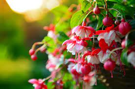 Fuchsia The Golden Bell That Hangs Upside Down Cgtn