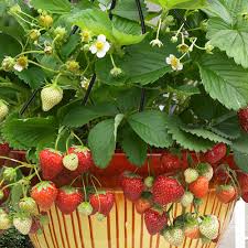 Van Zyverden Cosmopolitan Hanging Strawberry Basket Set Of 10 Plants For Hanging Baskets Strawberry Plants Hanging Baskets