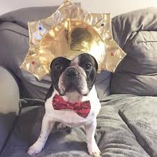 George Porte Un Joli Couvre Chef Babou Georgelemodeur Deguisement Chien Humour Dogs Terrier Boston Terrier