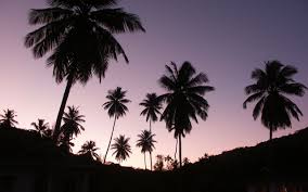 Desktop Wallpapers Tumblr Wallpaper Zone Palm Trees Wallpaper Desktop Wallpapers Tumblr Wallpaper Iphone Summer