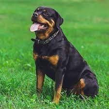 Do rottweilers have any health issues? Rottweiler Pdsa