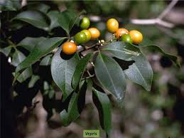 Image result for Rutaceae