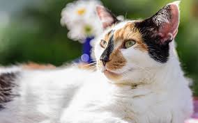 Calico Cat Names 250 Great Ideas For Naming Your Calico Kitten Calico Cat Names Calico Cat Facts Calico Cat