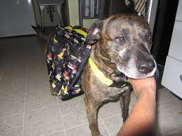 Dogs outdoor pet dog carrier bag pet dog front bag mesh backpack headitem type: 10 Dog Backpack 4 Steps With Pictures Instructables