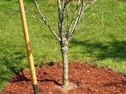 Maybe you would like to learn more about one of these? 14 Uses For Sawdust In The Garden With Tutorials Gardening