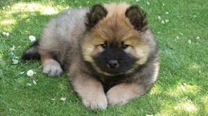 From stunning purebreds to unique designer breeds, our pupper selection includes various bloodlines, coat types, personalities, and colors. 30 Small Hypoallergenic Dogs That Don T Shed Barking Royalty Hypoallergenic Dogs Small Dog Breeds Hypoallergenic Dogs