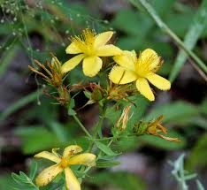 Image result for Hypericum aethiopicum