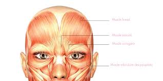 Selon les objectifs souhaités, le praticien va déterminer le muscle à cibler, le point d'entrée et la dose adéquate. Schema Toxine Botulique Docteur Aime Docteur Aime Medecine Esthetique Et Anti Age Antibes