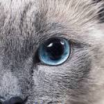 7 Grey Cat Breeds - Pet Central by Chewy