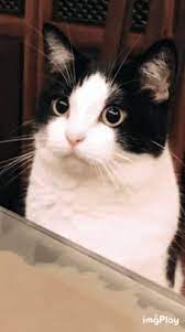 Blep Cat Gif Blep Cat Angry Discover Share Gifs Funny Gif Cat Gif Cats