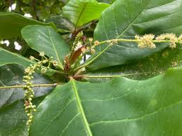 Image result for Terminalia brachystemma ×  sericea