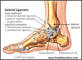 Ligaments and tendons are made of dense layered collagen fibers, called fibrous connective. Anatomy Of The Foot And Ankle Orthopaedia
