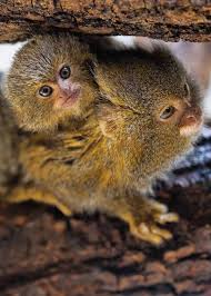 A pygmy marmoset is a small monkey found in the amazon basin in south america, weighing only 3.5 ounces, it is the smallest monkey in the world. 31 Pygmy Marmoset Facts Guide To Finger Monkeys Cebuella Pygmaea Storyteller Travel