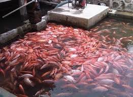 Cara Budidaya Ikan Nila Merah Panduan Budidaya Di Kolam Beton Kolam Terpal Harga Meninggi Budidaya Ikan Nila Merah Marak Ikan Makanan Merah