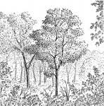 Image result for Ekebergia benguelensis